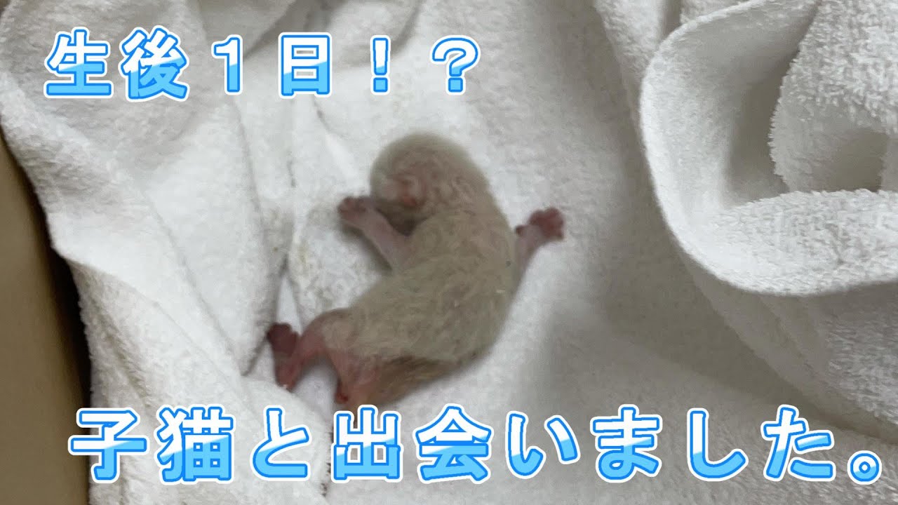 【保護猫】生後1日の子猫と出会いました。