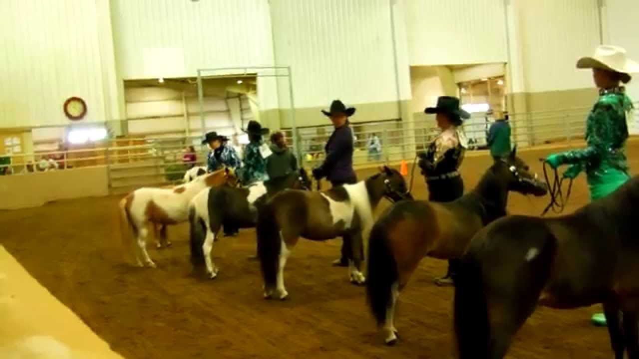Mini Horses Youth Showmanship, 13 18 ! YouTube