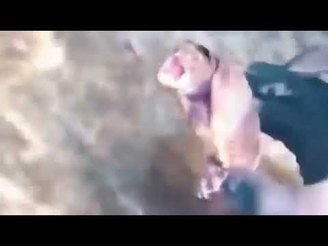 Turtle screaming for help meme