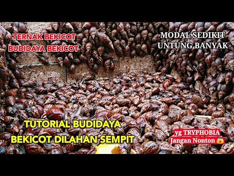 Video: Cara Beternak Siput