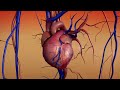 Circulatory System Quiz