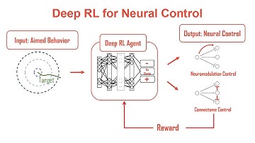 Deep Reinforcement Learning for Neural Control