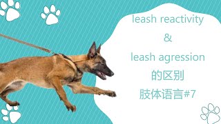 leash reactivity和leash aggression的区别牵绳反应&和攻击性肢体语言#7
