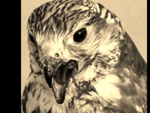 ابنشدك ياصحيبي اخراج واعداد هواجيس 