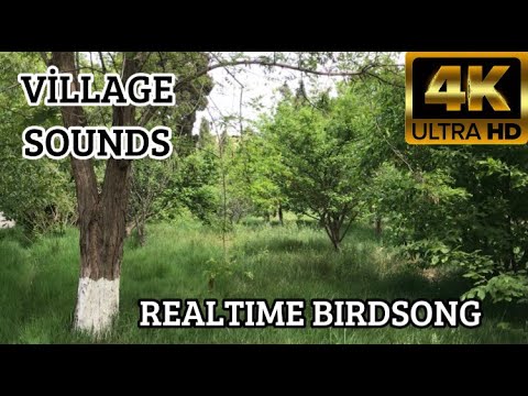 Kend Sesleri Tebietin Sesi | Doğal Kuş Sesi Rahatlatici Terapi (6dk.)  | Relaxing Forest Sounds 4K