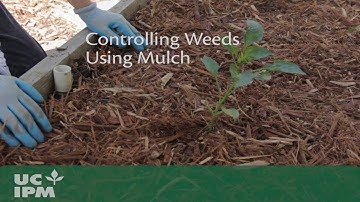 Controlling Weeds Using Mulch