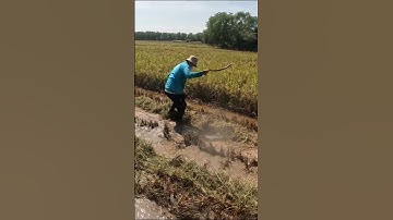 Bắt rắn nước #shorts