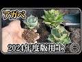 【用土】アガベ用土2024版【園芸】【多肉植物】