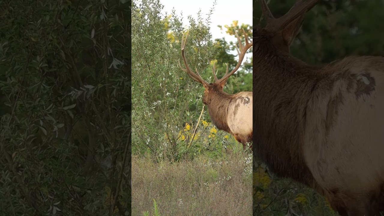 Elk Bull showing the bush who is boss with some antler raking!