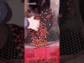 Very satisfying peanut harvest #shorts