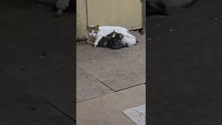 Watching a masterpiece grow in real-time.  #cat #catsoftiktok #funny #funnycats #tranding #viral