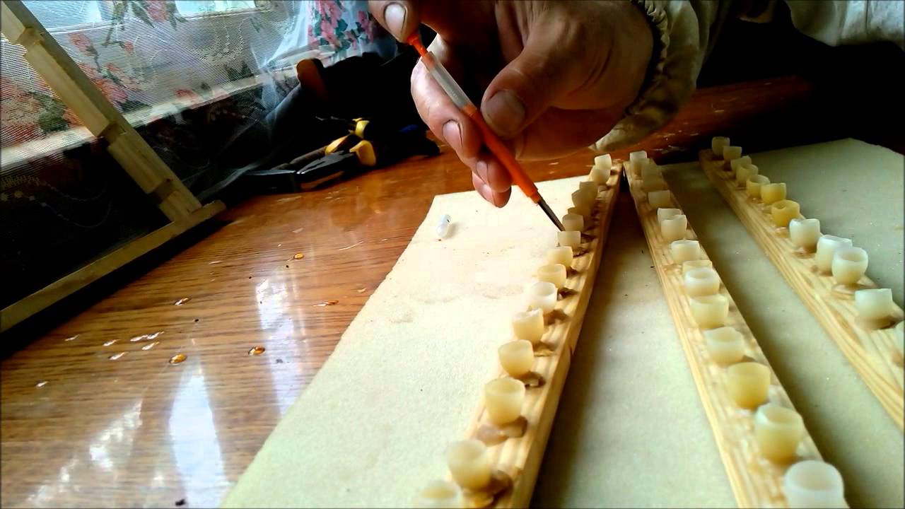 рамка для сбора маточного молочка. маточное молочко пчелиное. маточное молочко пчел. маточное молочко пчелиное. сбор маточного молочка.