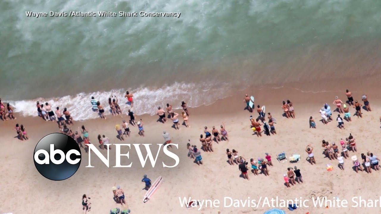 Massachusetts beach closed after shark sightings