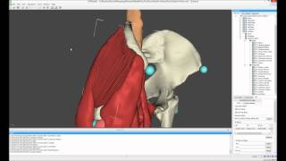 Musculoskeloskeletal Modelling - Process