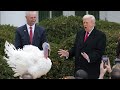 Trump pardons Thanksgiving turkeys Gobble and Waddle