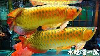1150616 水噹噹一族
