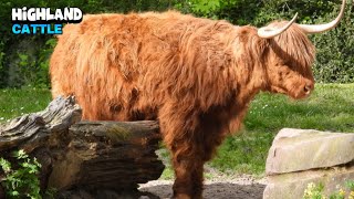 Strong Scottish Highland Cattle