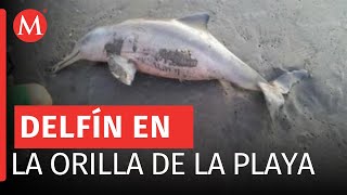 Encuentran delfín muerto en las playas de Coatzacoalcos, Veracruz