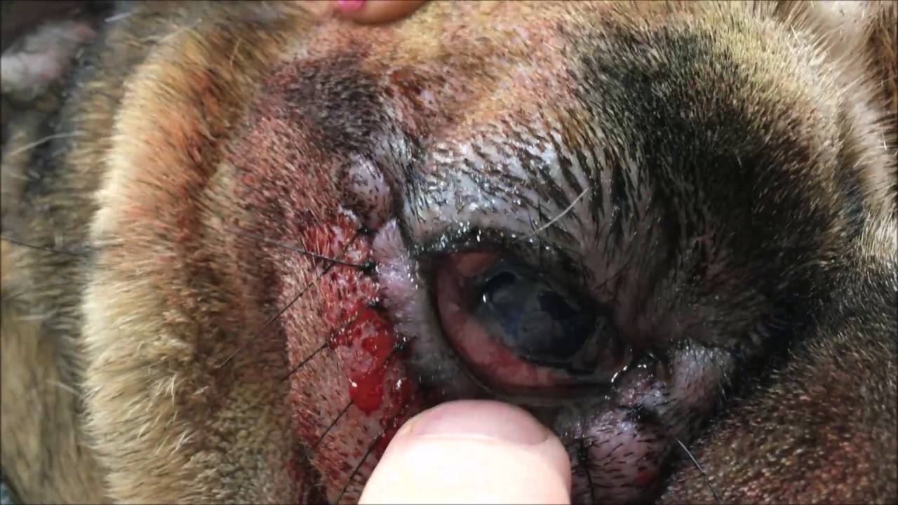 halt Tegn et billede udtale Entropion Repair Surgery in a Bulldog - YouTube