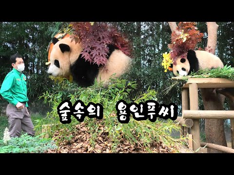 푸바오는 숲속의 공주가 되었다