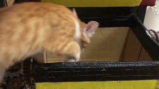 Dont You DARE Touch My Box Homan.