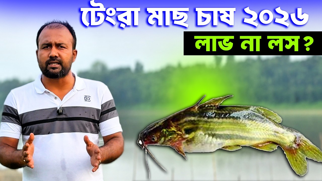 টেংরা মাছ চাষ ২০২৬ | শতকে কত পোনা দিবেন? কতদিনে বাজার? পোনা পাবেন জাতীয় মৎস্য হ্যাচারি