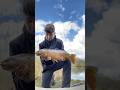 Carp at wyre parks | #carp #carpfishing #fishing #fish #wyreparks #bigcarp