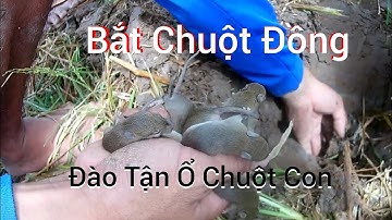 Cận Cảnh Cắt Lúa Bắt Chuột Đồng (Chuột Cơm) Thú Vị Vô Cùng - Tèo Ngố TV.