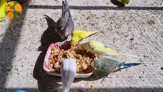 Today  the budgies colony birds have given the mixed pulses to eat.