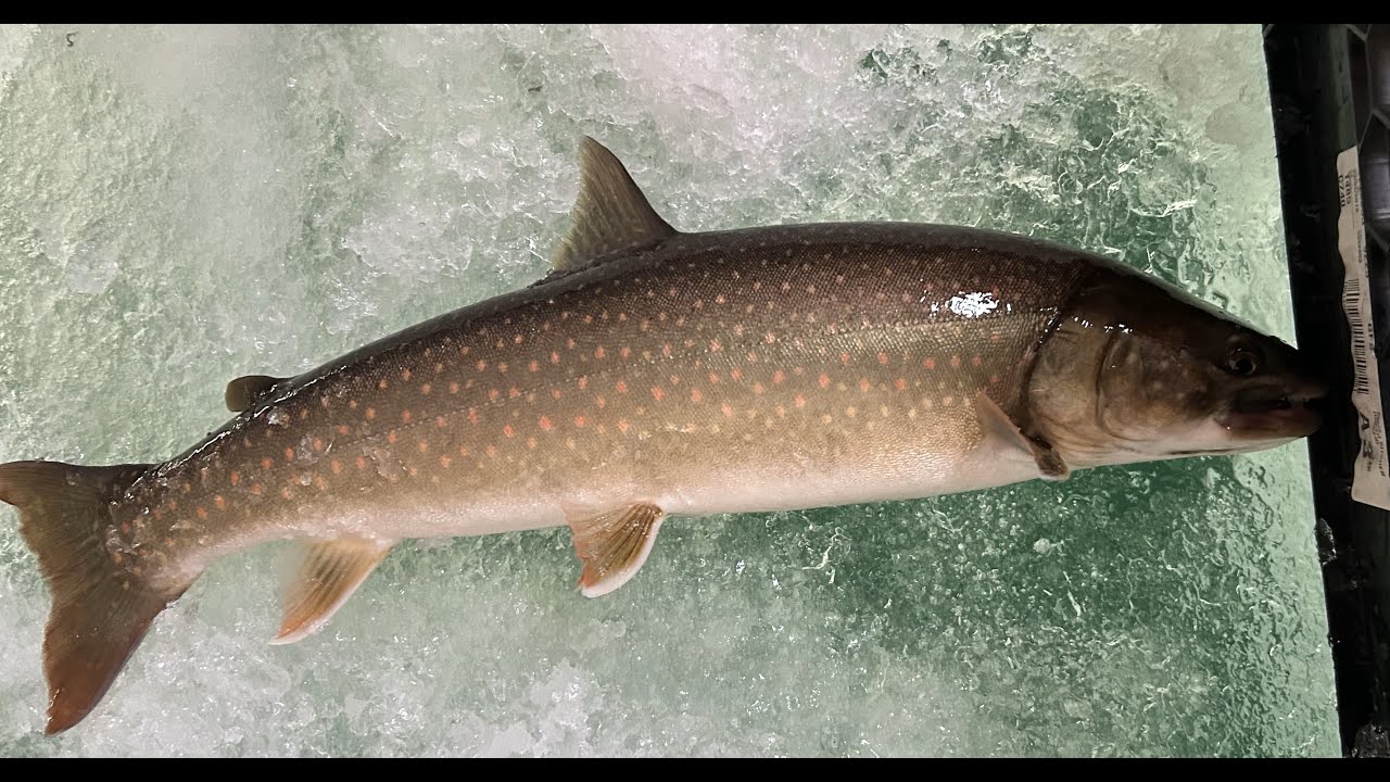 Raging Fish Raging Bull Trout against the Ice Fishing in Lower Kananaskis Lake ...