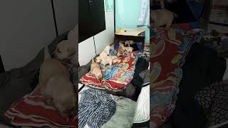 Labrador puppy cute 🥰 #labradorretriever #labrador #dog #shortvideo #pets
