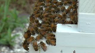 Gobblers Knob Honeybees 8 21 2018
