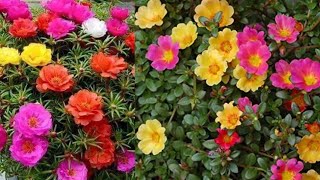 نبات يتحمل الحراره و ورطوبه ومزهر طول العام | Portulaca grandiflora | نبات صباح الخير أو زهرة الصباح