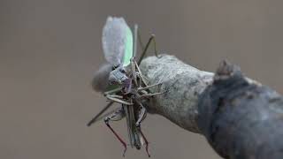 Praying Mantis feeding on a Grasshopper.  4K video.