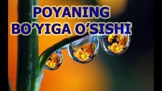 Poyaning Boyiga Osishi Поянинг Бўйига Ўсиши.