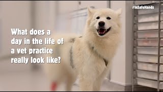 What does a day in the life of a vet practice really look like
