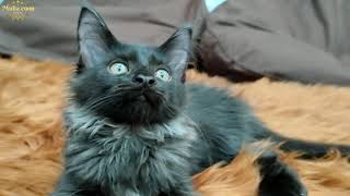 SALEM(FEMALE) // 2 MONTH //MAINECOON POLYDACTYL 6666 by MuliaCoon Cattery 34 views 2 years ago 2 minutes, 29 seconds