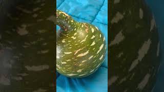 Outbreak Firework Vs Gord