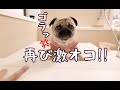 風呂にまでアピールしに来るほど腹を立てお腹ブーの時より激オコのパグ犬ぷぅ Pug｜田舎暮らし