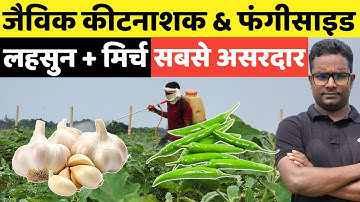 असरदार जैविक कीटनाशक और फंगीसाइड घर पर बनाएं कीड़ों और फंगस भगाए । Home made Fungicide & Insecticide