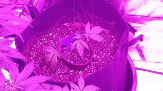 Grower Deacon Dave indoor medical grow chapter 3