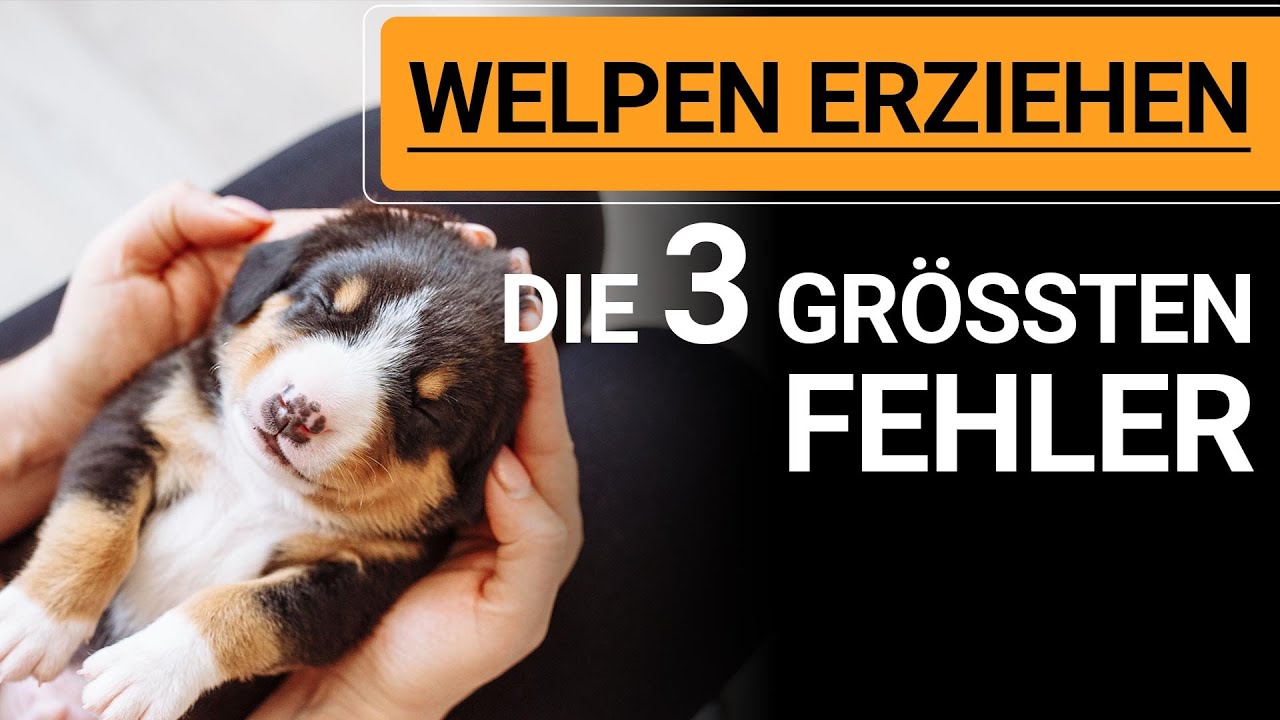 🐕🐶 Vermeide diese 3 größten Fehler beim Welpen Erziehen! 🐕🐶✔️