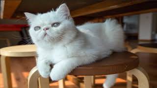 Exotic Shorthair Cat Compilation and Mix by Animal & Wildlife TV 54 views 2 years ago 3 minutes, 15 seconds