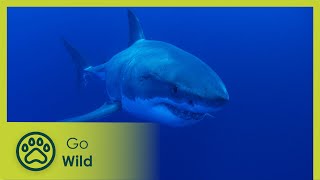 Adventure Ocean Quest (feature)  Go Wild