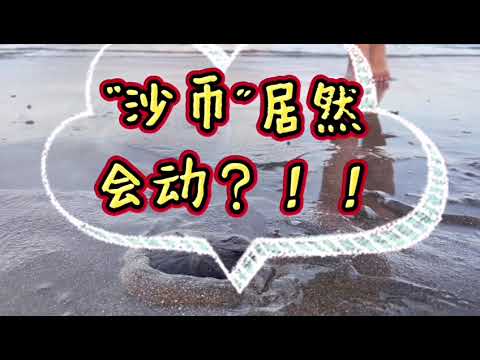 Amazing! The sand dollar can move! 太神奇了！“沙币”居然会动！