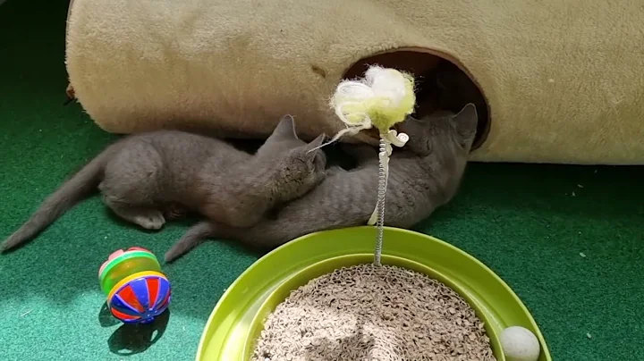 Video 10732141: russian blue cat kitten, cat fun kitten
