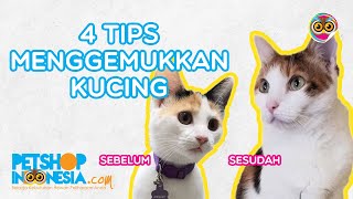 4 Tips Menggemukkan Kucing Petshop Indonesia