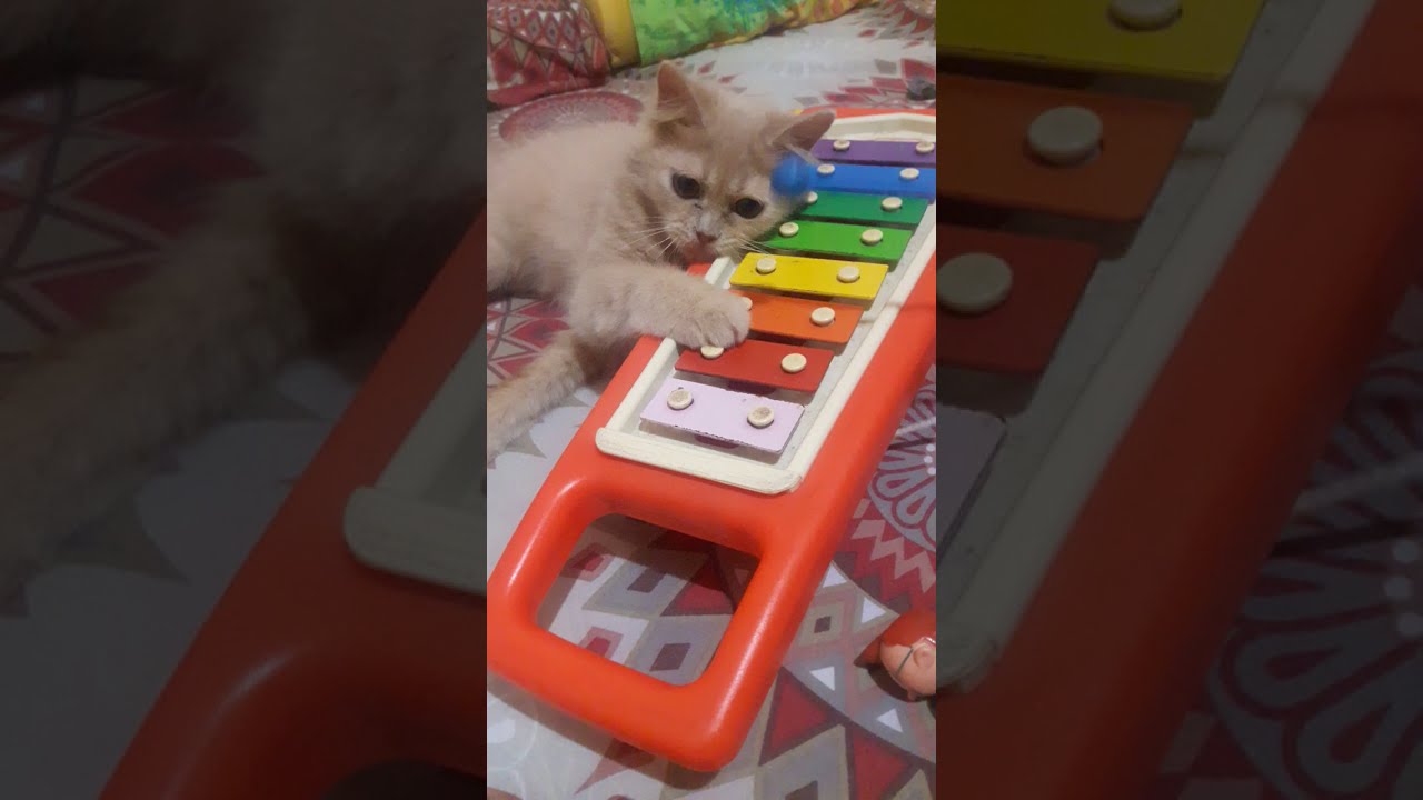 My Cat Missy With The Xylophone YouTube