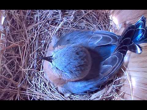 🔴 LIVE - Bluebird Nesting Box - 2 Eggs Hatched! 5/18/2026