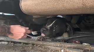 The Wonderful Woman Convinced The Sad Pregnant Dog Under The Truck by Animal Rescue 1 month ago 5 minutes, 37 seconds 1,164,616 views